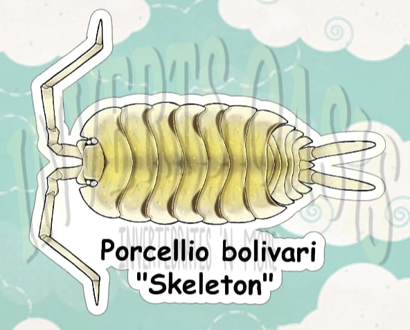 Porcellio bolivari "Skeleton" Bin Label