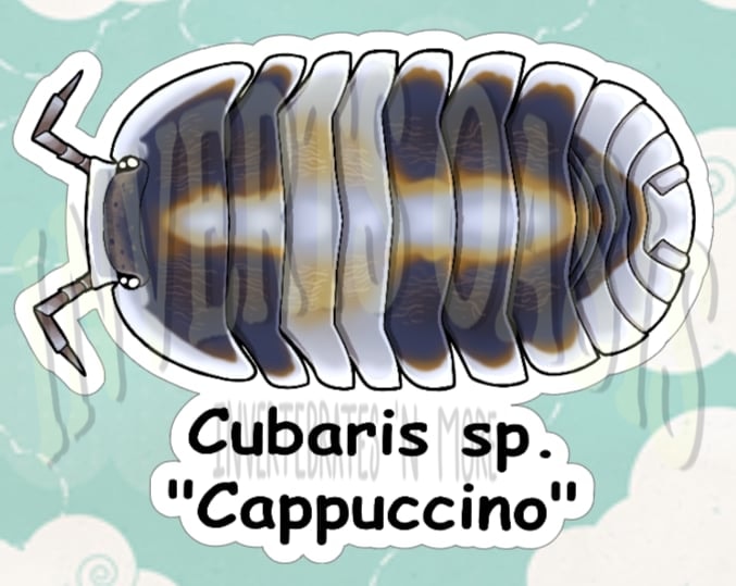 Cubaris sp. "Cappucino" Bin Label