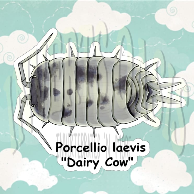 Porcellio laevis "Dairy Cow" Bin Label