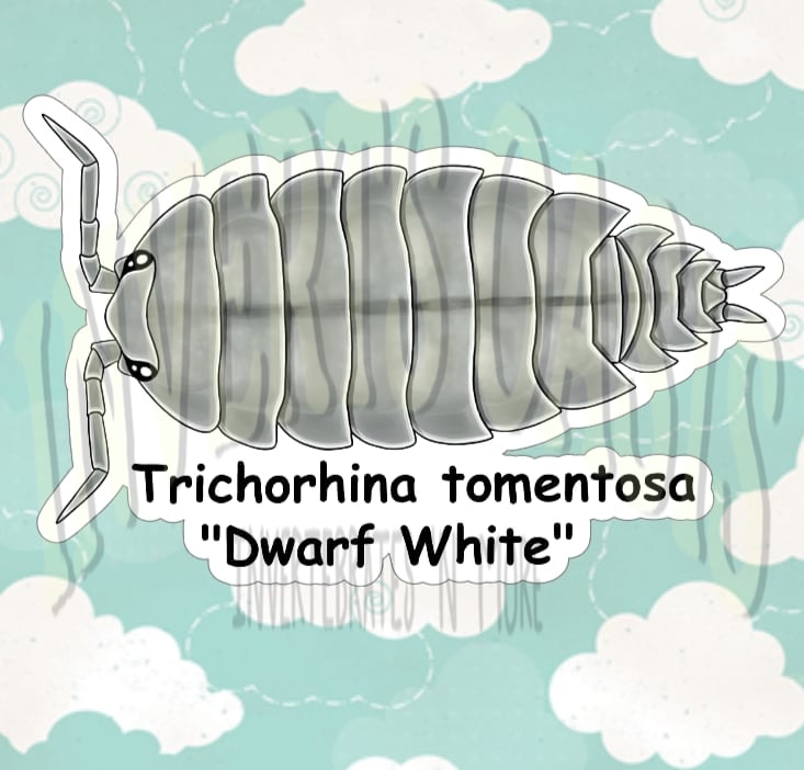 Trichorhina tomentosa "Dwarf White" Bin Label