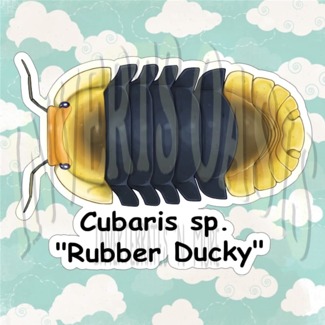 Cubaris sp. "Rubber Ducky" Bin Label