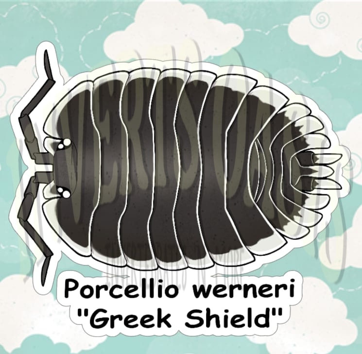 Porcellio werneri "Greek Shield" Bin Label