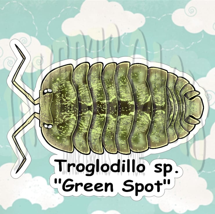 Trogodillo sp. "Green Spot" Bin Label
