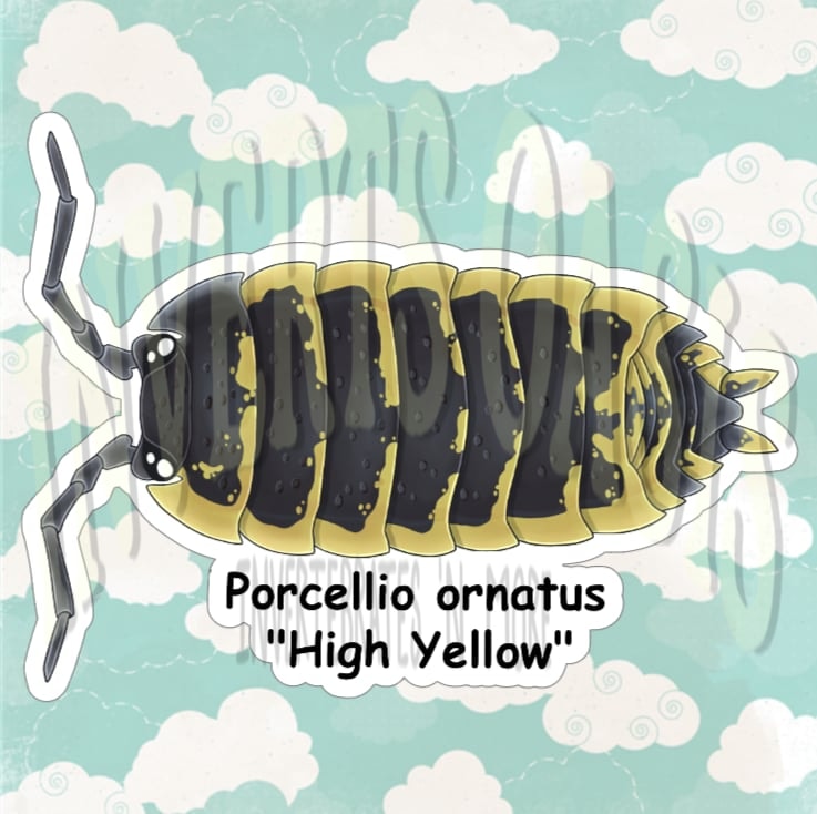 Porcellio ornatus "High Yellow" Bin Label
