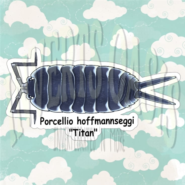 Porcellio hoffmanseggi "Titan" Bin Label