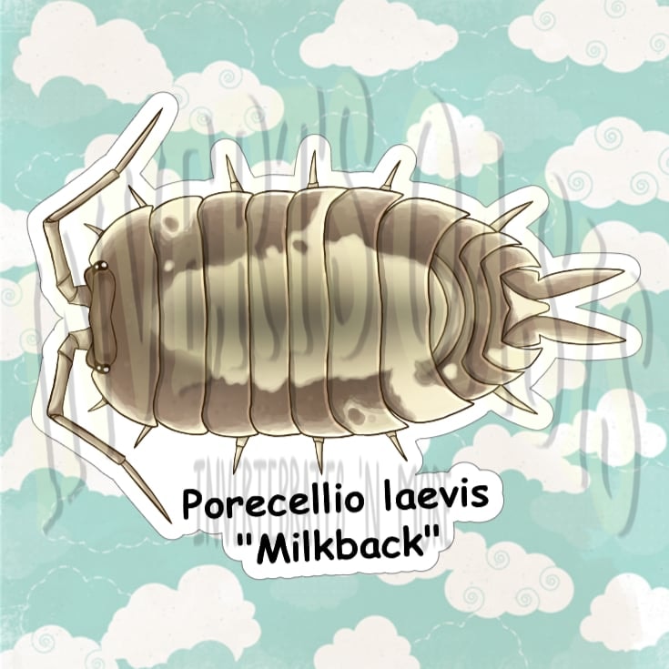 Porcellio laevis "Milkback" Bin Label