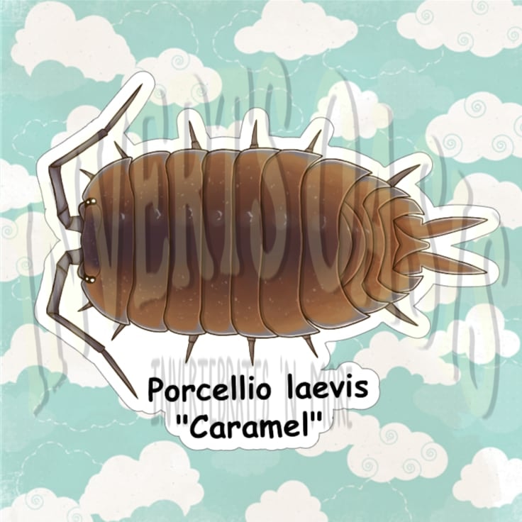 Porcellio laevis "Carmel" Bin Label