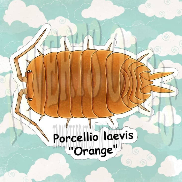 Porcellio laevis "Orange" Bin Label
