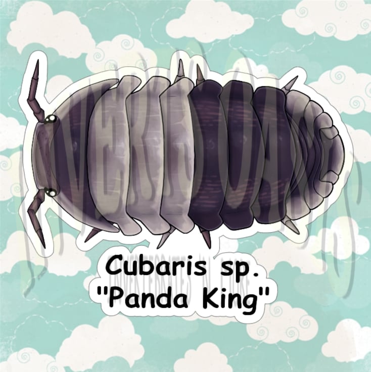 Cubaris sp. "Panda King" Bin Label