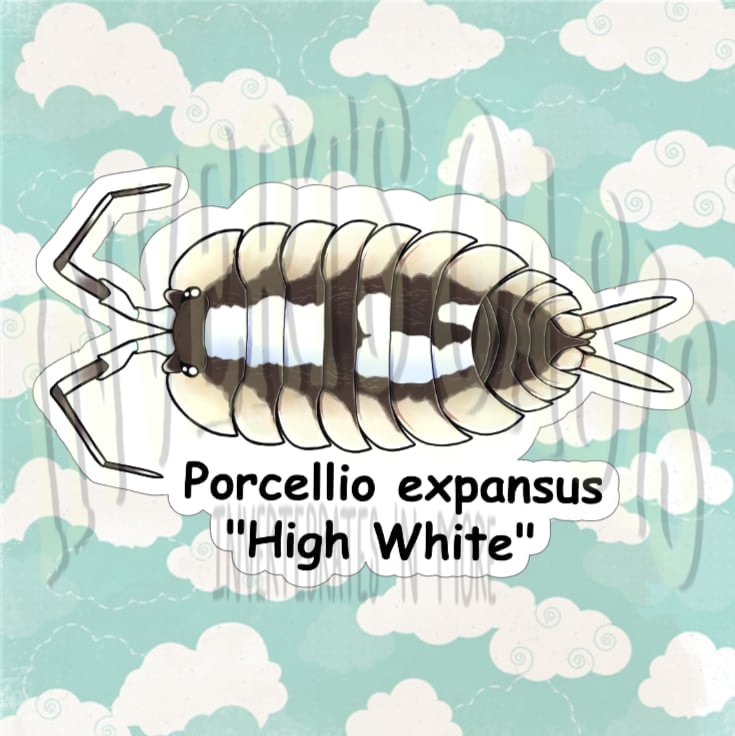 Porcellio expansus "High White" Bin Label