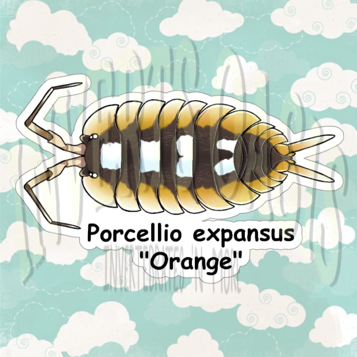 Porcellio expansus "Orange" Bin Label