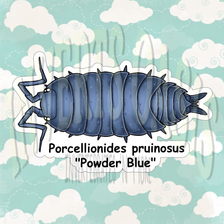 Porcellionides pruinosus "Powder Blue" Bin Label