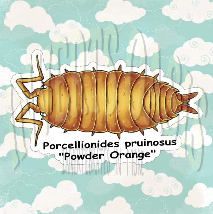 Porcellionides pruinosus "Powder Orange" Bin Label