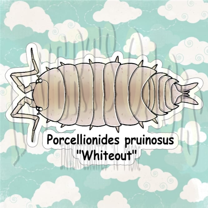 Porcellionides pruinosus "Whiteout" Bin Label