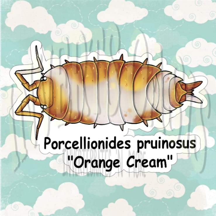 Porcelionides pruinosus "Orange Cream" Bin Label