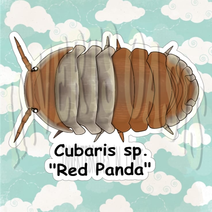 Cubaris sp. "Red Panda" Bin Label