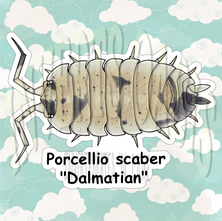 Porcellio scaber "Dalmatian" Bin Label