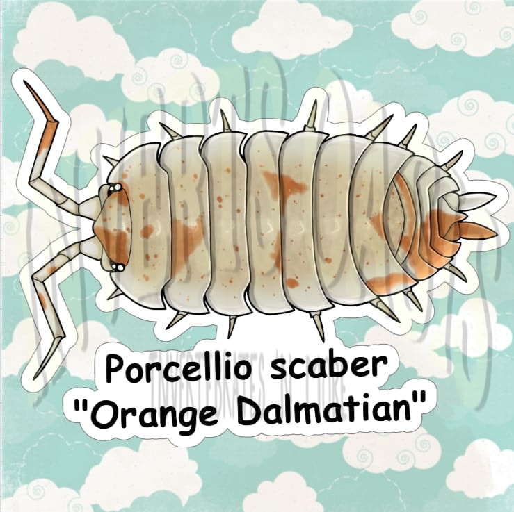 Porcellio scaber " Orange Dalmatian" Bin Label
