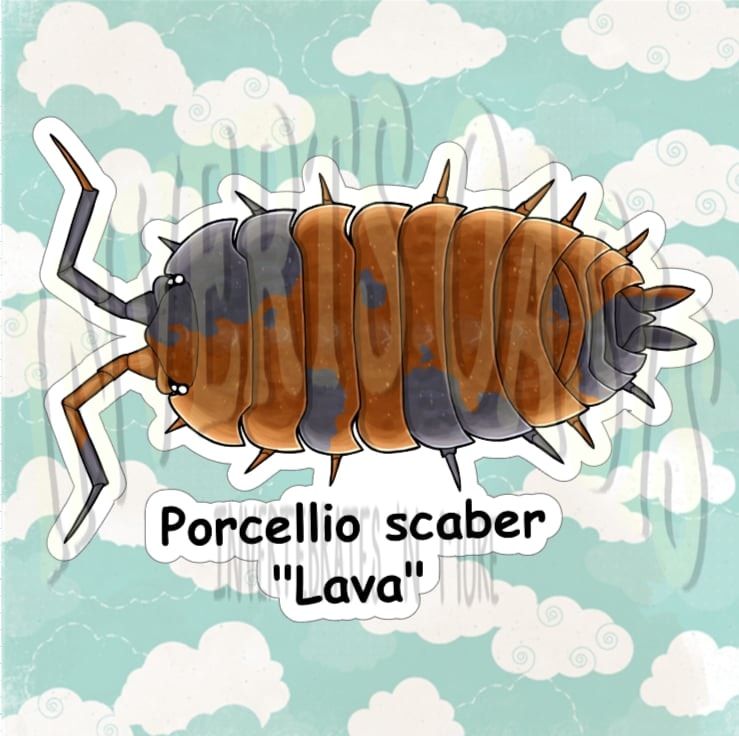 Porcellio scaber "Lava" Bin Label