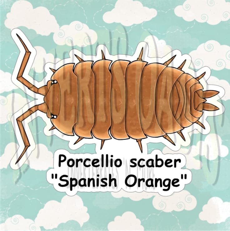 Porcellio scaber "Spanish Orange" Bin Label