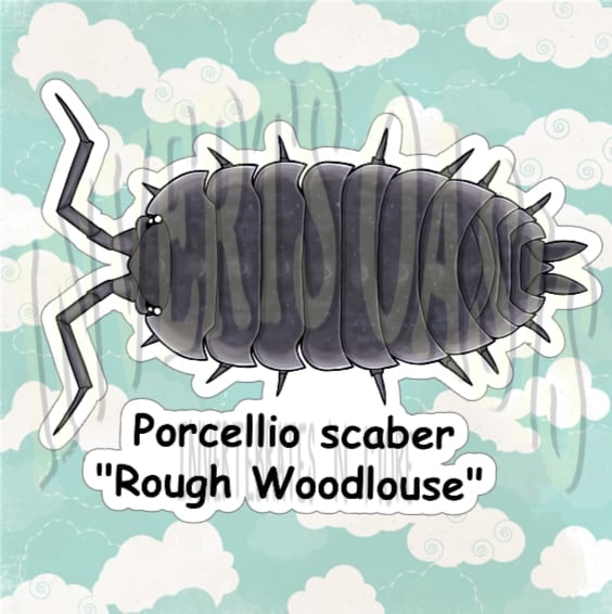 Porcellio scaber "Rough woodlouse" Bin Label