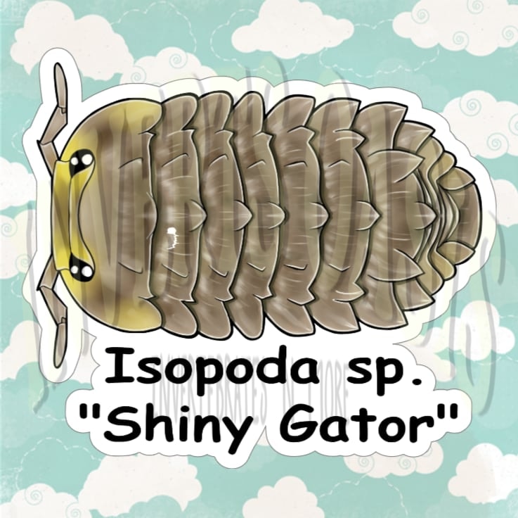 Isopoda sp. "Shiny Gator" Bin Label