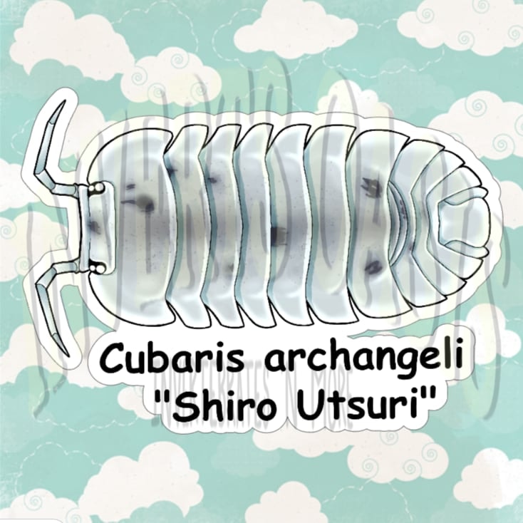 Cubaris sp. "Shiro Utsuri" Bin Label