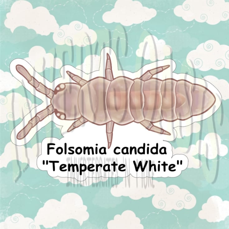 Folsomia candida "Temperate White" Bin Label