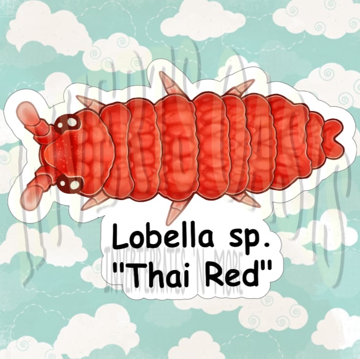 Lobella sp. "Thai Red" Bin Label