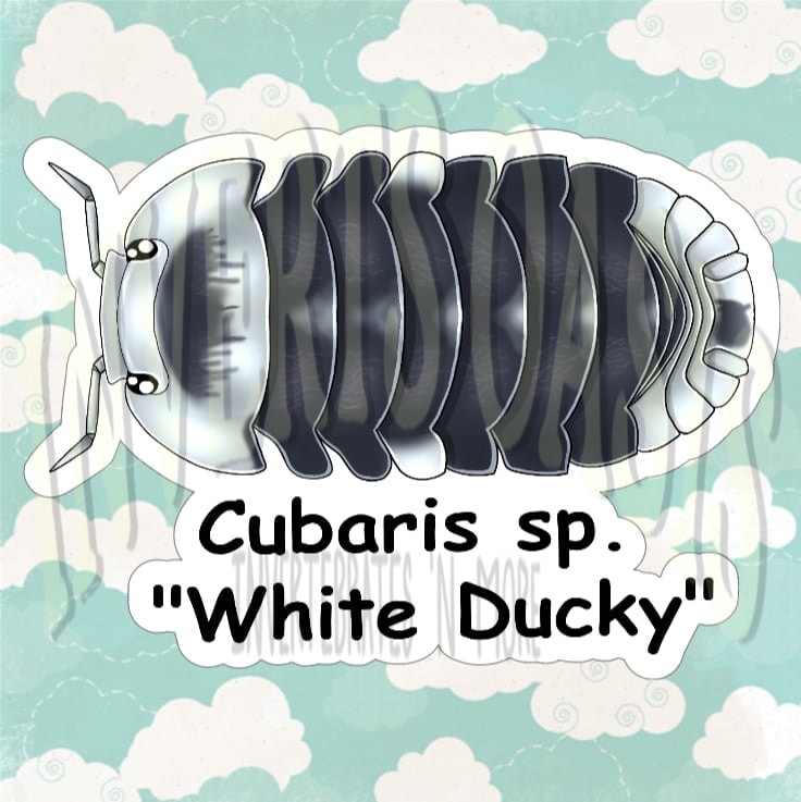 Cubaris sp. "White Ducky"