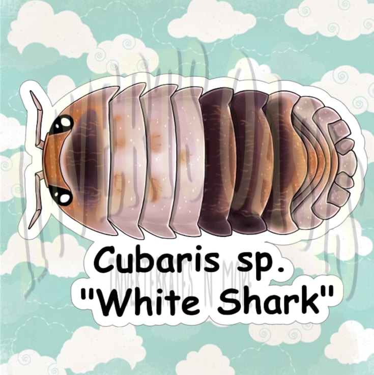 Cubaris sp. "White Shark" Bin Label