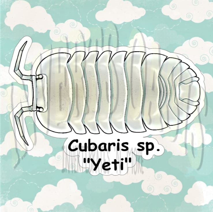 Cubaris sp. "Yeti" Bin Label