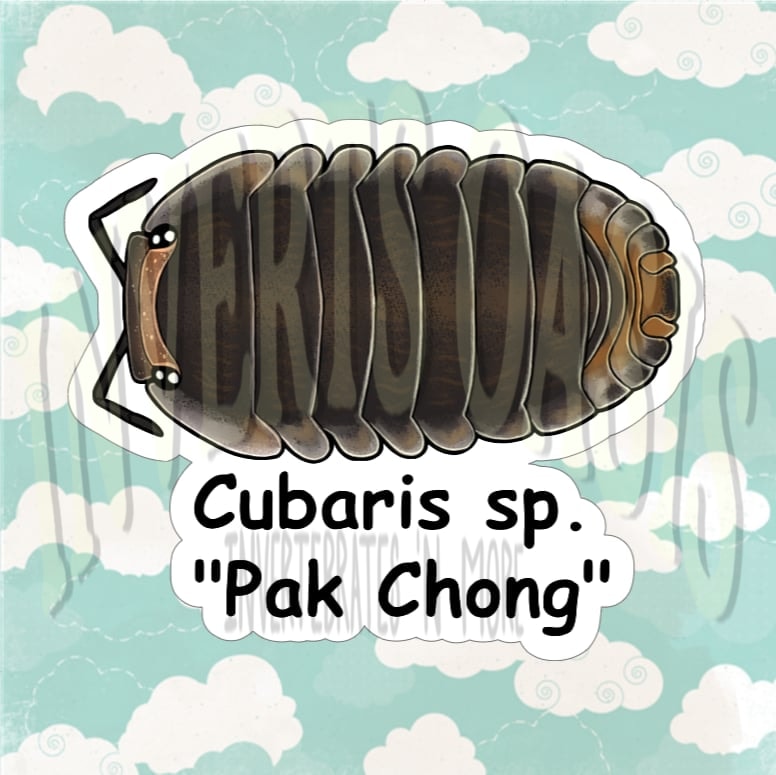 Cubaris sp. "Pak Chong" Bin Label