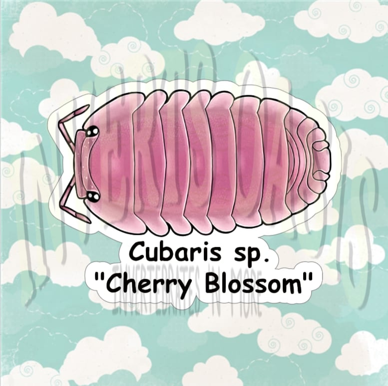 Cubaris sp. "Cherry Blossom" Bin Label