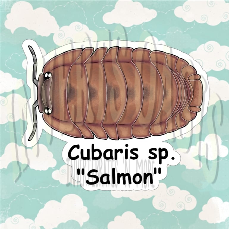 Cubaris sp. "Salmon" Bin Label