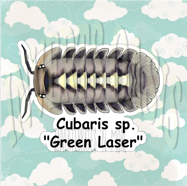 Cubaris sp. "Green Laser" Bin Label